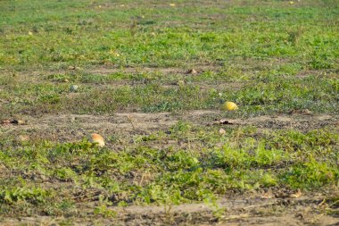 Terk edilmiş bir alan karpuz ve kavun. Çürük karpuz