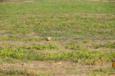Terk edilmiş bir alan karpuz ve kavun. Çürük karpuz