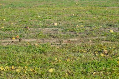 Terk edilmiş bir alan karpuz ve kavun. Çürük karpuz