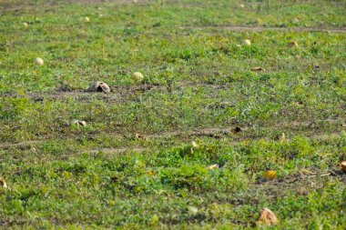 Terk edilmiş bir alan karpuz ve kavun. Çürük karpuz