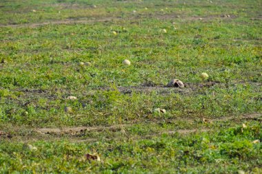 Terk edilmiş bir alan karpuz ve kavun. Çürük karpuz