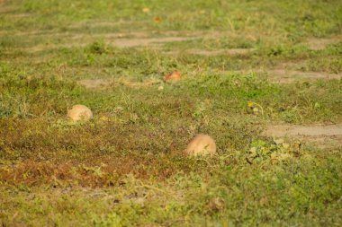 Terk edilmiş bir alan karpuz ve kavun. Çürük karpuz