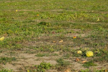 Terk edilmiş bir alan karpuz ve kavun. Çürük karpuz