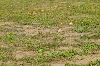 Terk edilmiş bir alan karpuz ve kavun. Çürük karpuz
