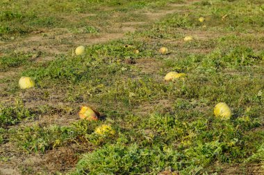 Terk edilmiş bir alan karpuz ve kavun. Çürük karpuz