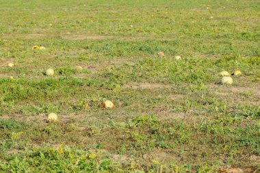 Terk edilmiş bir alan karpuz ve kavun. Çürük karpuz