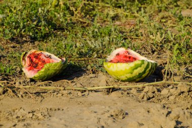 Terk edilmiş bir alan karpuz ve kavun. Çürük karpuz