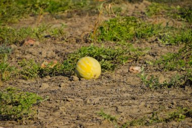 Terk edilmiş bir alan karpuz ve kavun. Çürük karpuz