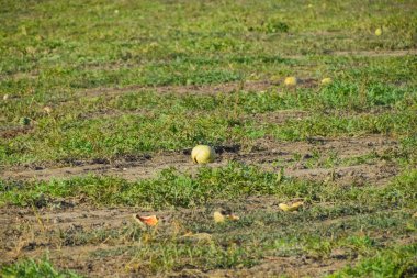 Terk edilmiş bir alan karpuz ve kavun. Çürük karpuz