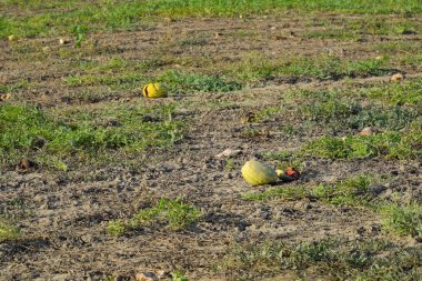Terk edilmiş bir alan karpuz ve kavun. Çürük karpuz