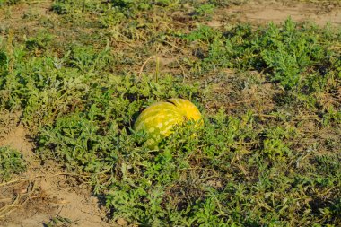 Terk edilmiş bir alan karpuz ve kavun. Çürük karpuz