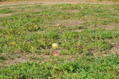 Terk edilmiş bir alan karpuz ve kavun. Çürük karpuz