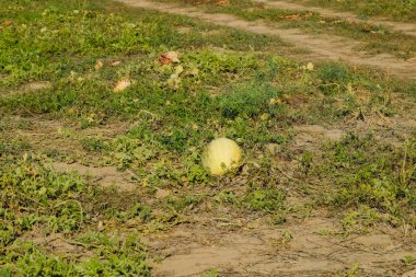 Terk edilmiş bir alan karpuz ve kavun. Çürük karpuz