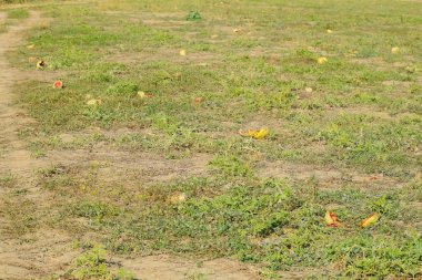 Terk edilmiş bir alan karpuz ve kavun. Çürük karpuz