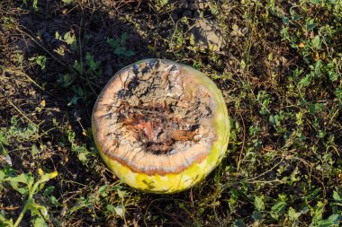 Kıyılmış eski çürümüş kavun. Karpuz terk edilmiş bir alan ve 