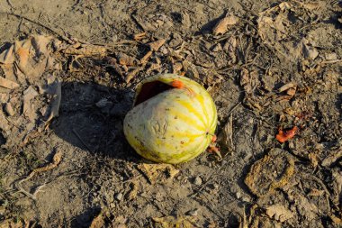Kıyılmış eski çürümüş karpuz. Karpuz terk edilmiş bir alan