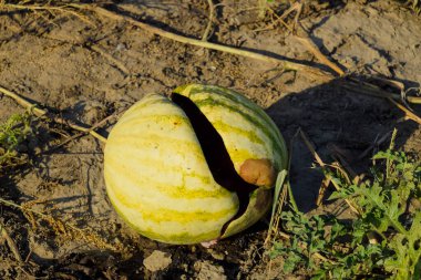 Kıyılmış eski çürümüş karpuz. Karpuz terk edilmiş bir alan