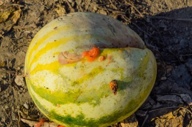 Kıyılmış eski çürümüş karpuz. Karpuz terk edilmiş bir alan
