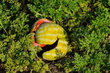 Kıyılmış eski çürümüş karpuz. Karpuz terk edilmiş bir alan