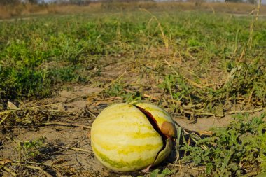 Kıyılmış eski çürümüş karpuz. Karpuz terk edilmiş bir alan