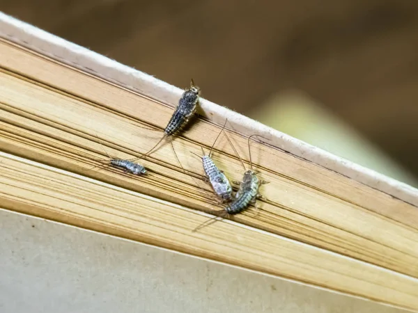 Thermobia domestica. Libros de plagas y periódicos. Lepismatidae Ins — Foto de Stock