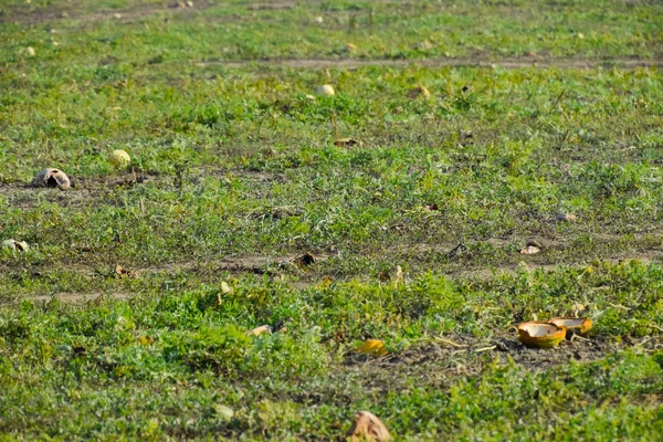 Занедбане поле кавунів і дині. Гнилі кавуни — стокове фото