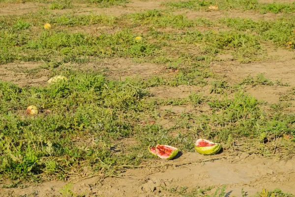 Um campo abandonado de melancias e melões. Melancias podres — Fotografia de Stock