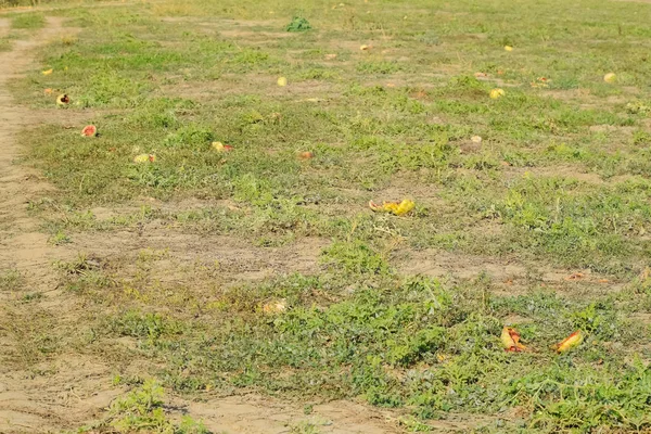 Terk edilmiş bir alan karpuz ve kavun. Çürük karpuz — Stok fotoğraf