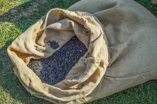 Bag of burlap and sunflower seeds