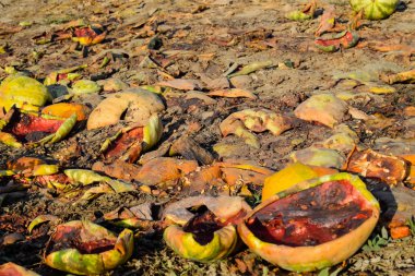 Karpuz çürüyen yığın. Karpuz kabuğu. Terk edilmiş bir alan 