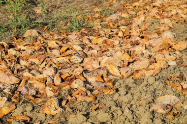 Karpuz çürüyen yığın. Karpuz kabuğu. Terk edilmiş bir alan 