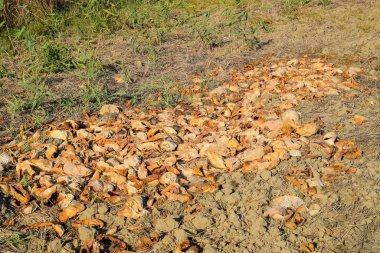 Karpuz çürüyen yığın. Karpuz kabuğu. Terk edilmiş bir alan 