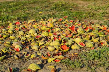 Karpuz çürüyen yığın. Karpuz kabuğu. Terk edilmiş bir alan 