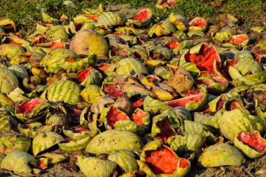 Karpuz çürüyen yığın. Karpuz kabuğu. Terk edilmiş bir alan 