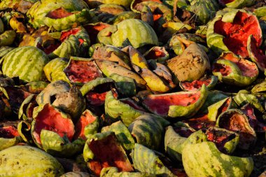 Karpuz çürüyen yığın. Karpuz kabuğu. Terk edilmiş bir alan 