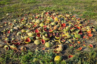 Karpuz çürüyen yığın. Karpuz kabuğu. Terk edilmiş bir alan 