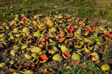 Karpuz çürüyen yığın. Karpuz kabuğu. Terk edilmiş bir alan 