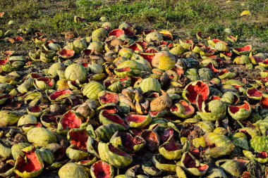 Karpuz çürüyen yığın. Karpuz kabuğu. Terk edilmiş bir alan 