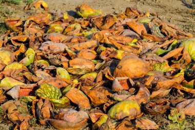 Karpuz çürüyen yığın. Karpuz kabuğu. Terk edilmiş bir alan 