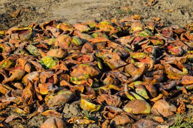 Karpuz çürüyen yığın. Karpuz kabuğu. Terk edilmiş bir alan 