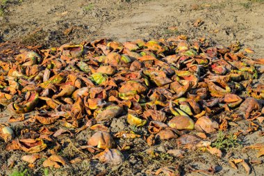 Karpuz çürüyen yığın. Karpuz kabuğu. Terk edilmiş bir alan 