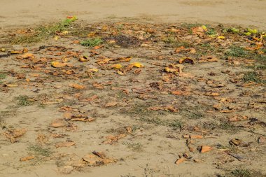 Karpuz çürüyen yığın. Karpuz kabuğu. Terk edilmiş bir alan 