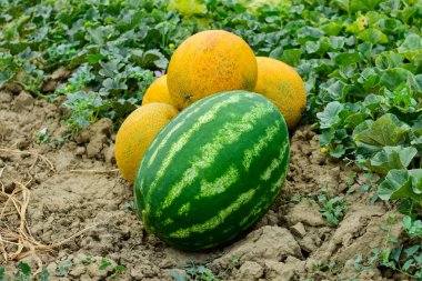 Olgun kavun ve karpuz yeni hasat.