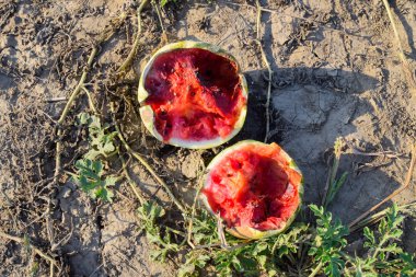 Eski bir çürük karpuz ikiye. Çürük karpuz. Remai