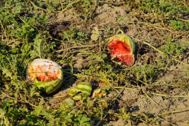 Eski bir çürük karpuz ikiye. Çürük karpuz. Remai