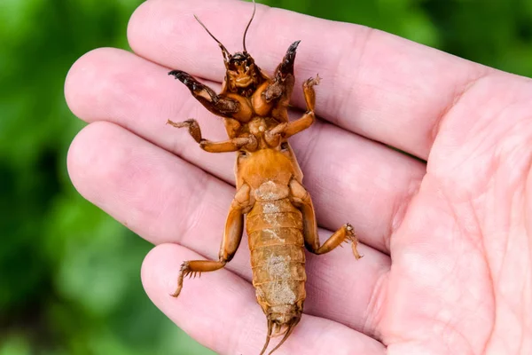 Gryllotalpa gryllotalpa Na palma da mão de uma pessoa. Peste de jardim — Fotografia de Stock