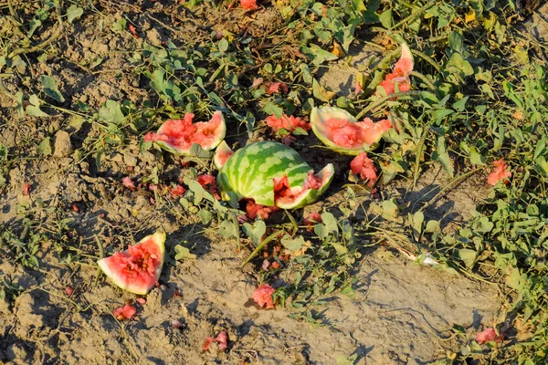 Montones de sandías podridas. Pela de melón. Un campo abandonado — Foto de Stock