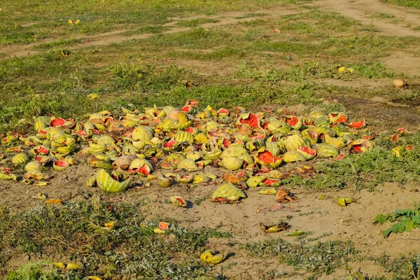 Montones de sandías podridas. Pela de melón. Un campo abandonado — Foto de Stock
