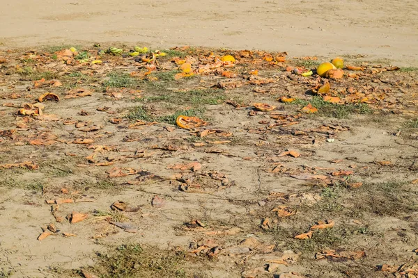 Montes de melancias podres. Casca de melão. Um campo abandonado — Fotografia de Stock