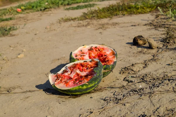 Split in two an old rotten watermelon. Rotten watermelons. Remai — Stock Photo, Image